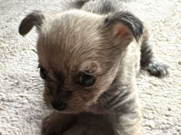 One tan pup left! 5 week old for sale in Aberdare, Rhondda Cynon Taf - Image 1