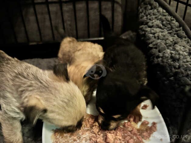 Chihuahua Puppies for sale in Rhondda Cynon Taf