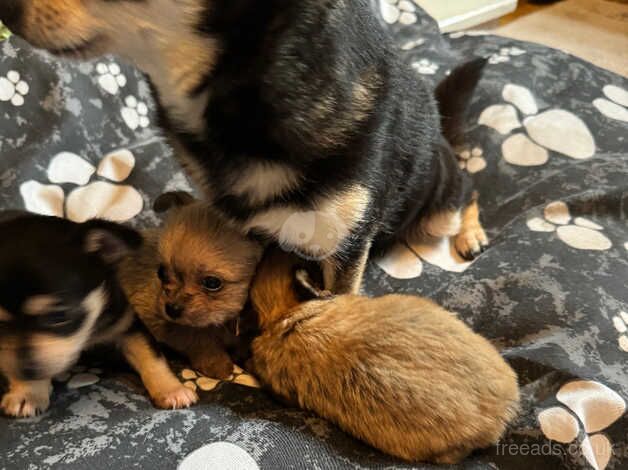 One tan pup left! 5 week old for sale in Aberdare, Rhondda Cynon Taf - Image 4