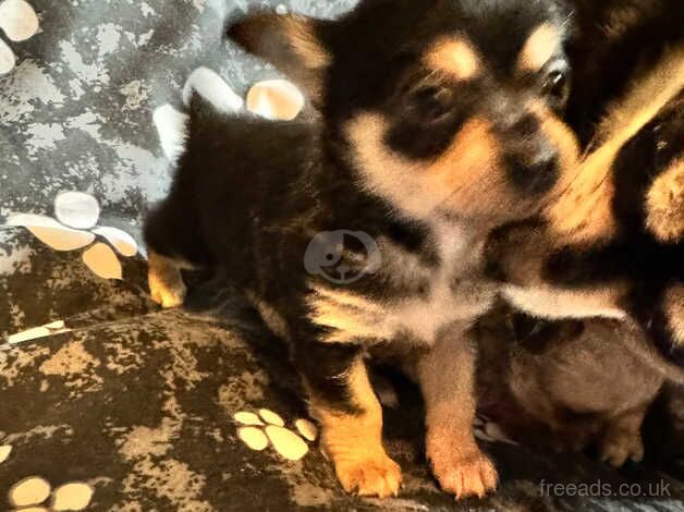 One tan pup left! 5 week old for sale in Aberdare, Rhondda Cynon Taf - Image 5