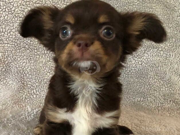 Pedigree Chocolate Female Chihuahua Puppy for sale in Plymouth, Devon