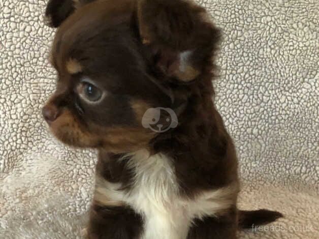 Pedigree Chocolate Female Chihuahua Puppy for sale in Plymouth, Devon - Image 2