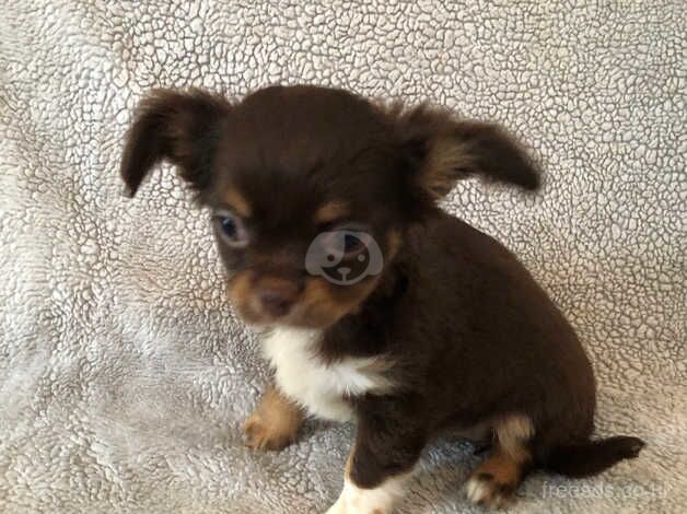 Chihuahua Puppies for sale in Devon