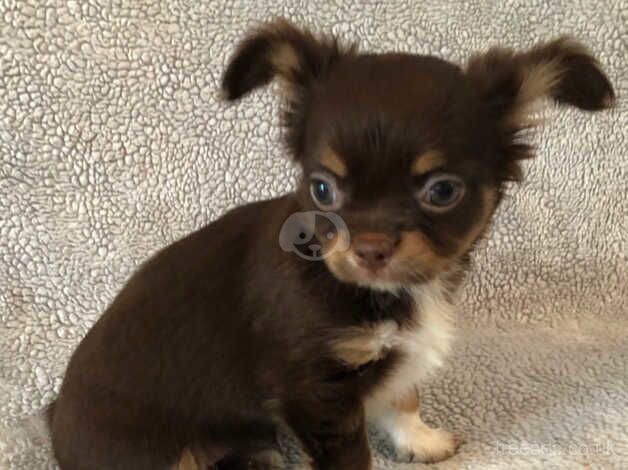 Chihuahua Puppies for sale