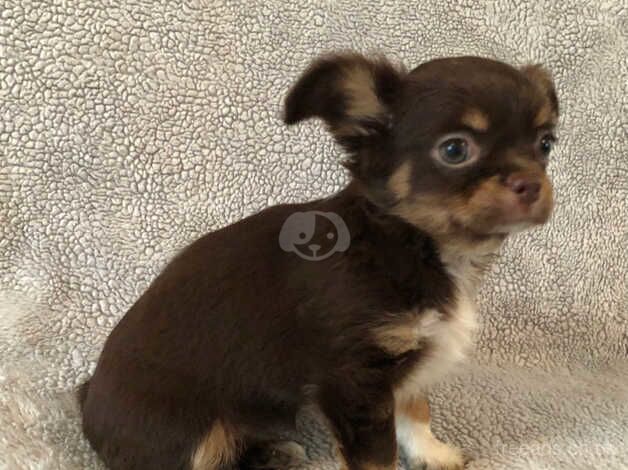 Pedigree Chocolate Female Chihuahua Puppy for sale in Plymouth, Devon - Image 5