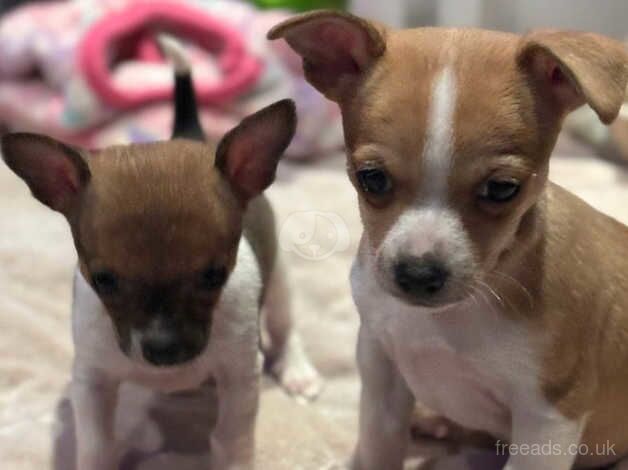 Perfectly raised, socialized, potty trained & Vaccinated Chihuahua puppies for sale in Doncaster, South Yorkshire