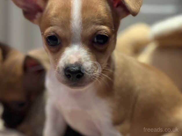 Chihuahuas for sale in Doncaster, South Yorkshire