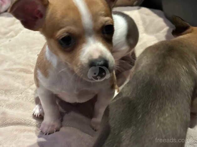 KC Registered Chihuahua Puppies for sale in South Yorkshire