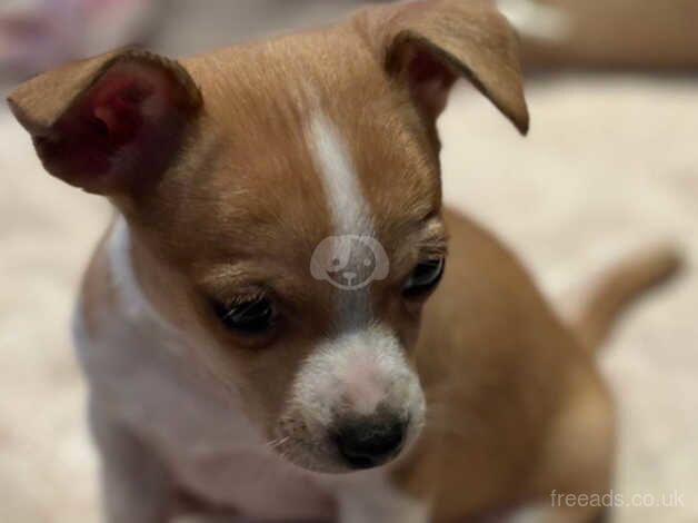 Chihuahua Puppies for sale