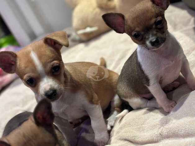 Perfectly raised, socialized, potty trained & Vaccinated Chihuahua puppies for sale in Doncaster, South Yorkshire - Image 5