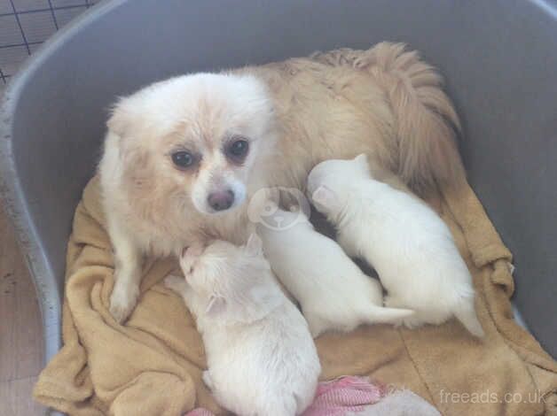 Pomchi puppies 2 boys 1. Girl for sale in Sanquhar, Dumfries and Galloway