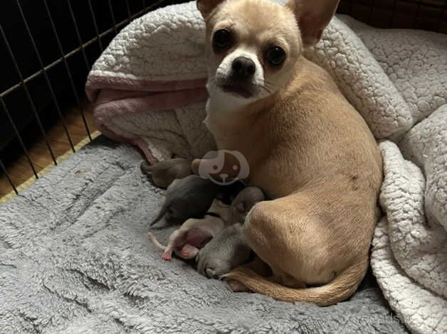 Chihuahua Puppies for sale in West Yorkshire