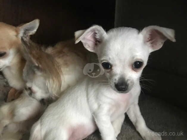 Puppies for sale in Londonderry, North Yorkshire