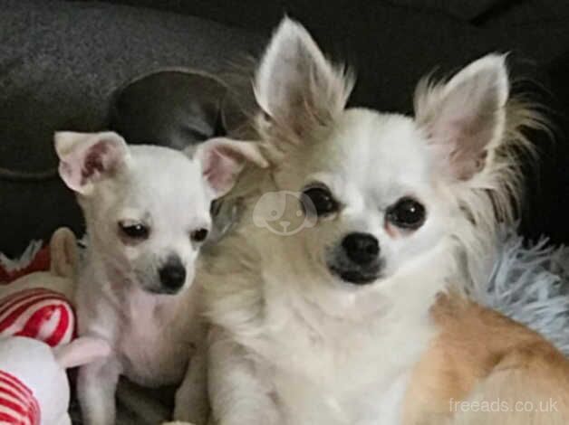 Chihuahua Puppies for sale in North Yorkshire