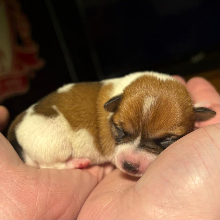 Puppy 10 weeks old for sale in Lurgan, County Armagh