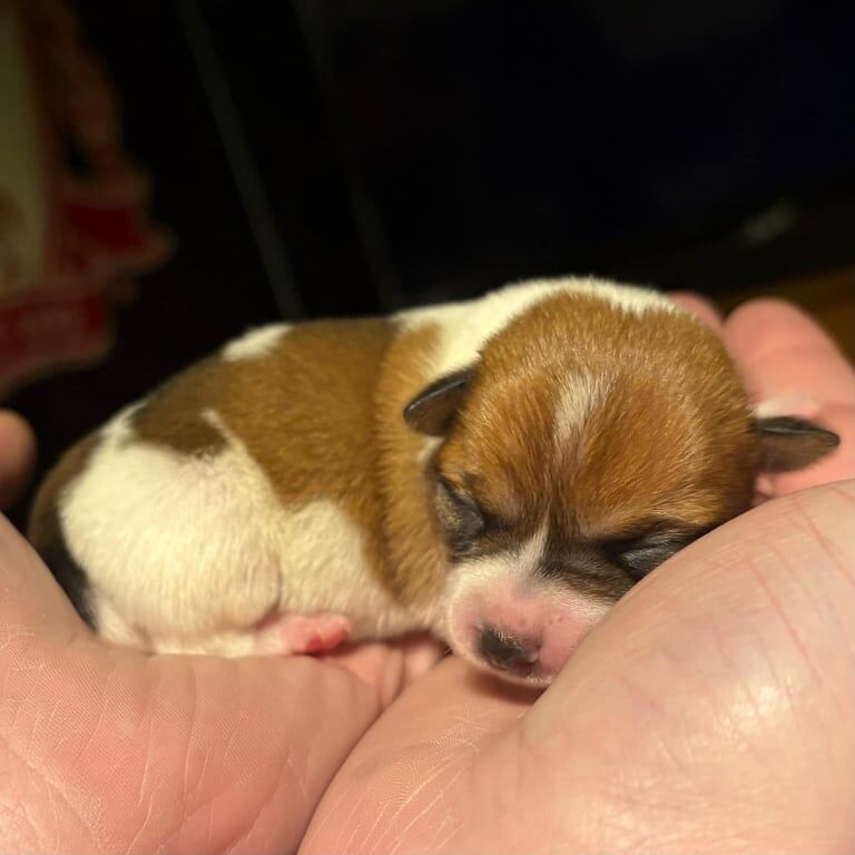 Puppy 10 weeks old for sale in Lurgan, County Armagh - Image 3