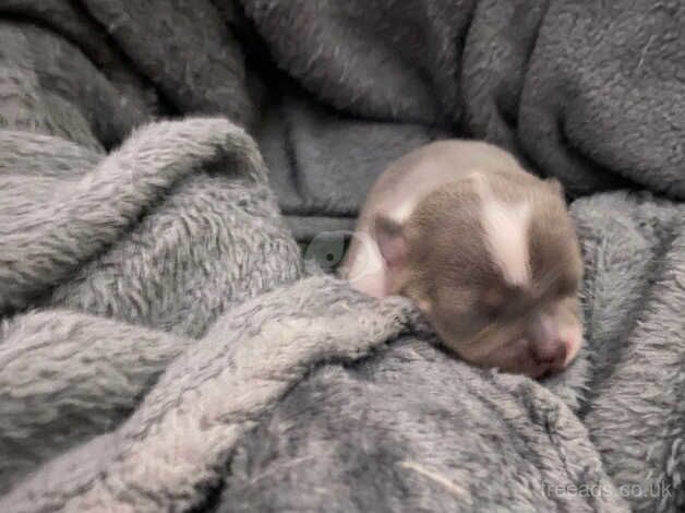 Chihuahua Puppies for sale