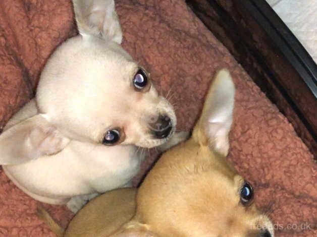 Pure bred chihuahua pups for sale in Birmingham, West Midlands