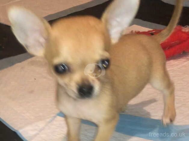 Chihuahuas for sale in Birmingham, West Midlands