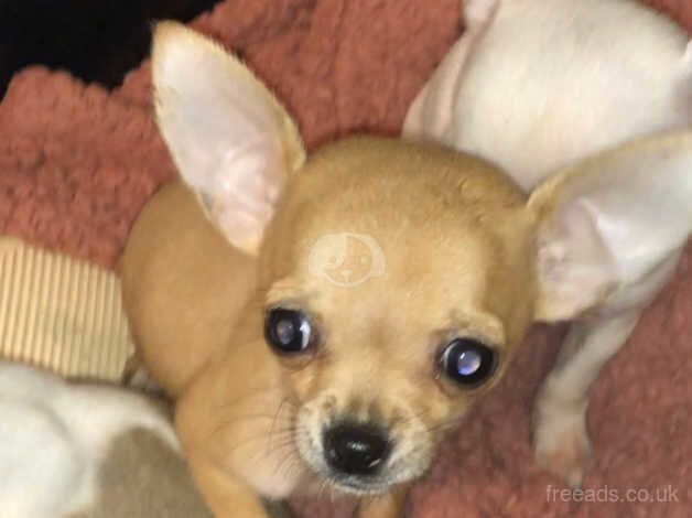 Chihuahua Puppies for sale in West Midlands