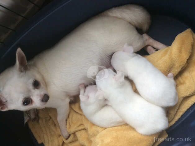 Pure white chihuahua 8 weeks for sale in Sanquhar, Dumfries and Galloway - Image 1