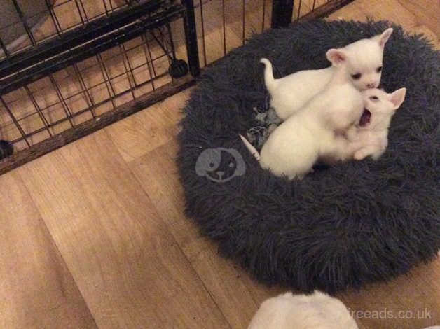 Pure white chihuahua 8 weeks for sale in Sanquhar, Dumfries and Galloway - Image 2