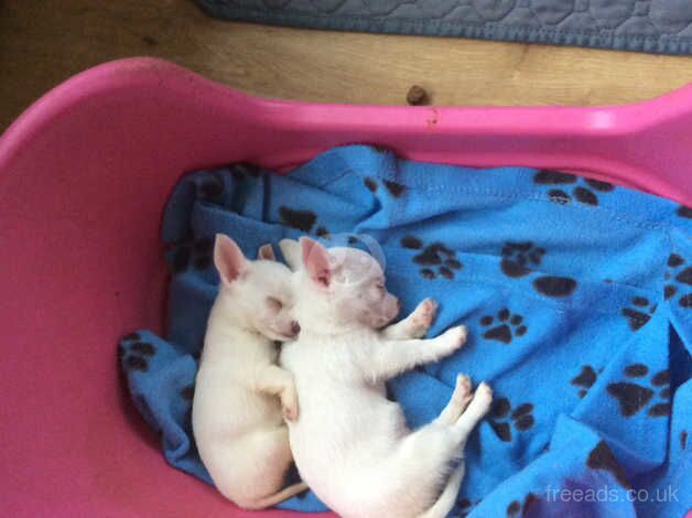 Chihuahua Puppies for sale in Dumfries and Galloway