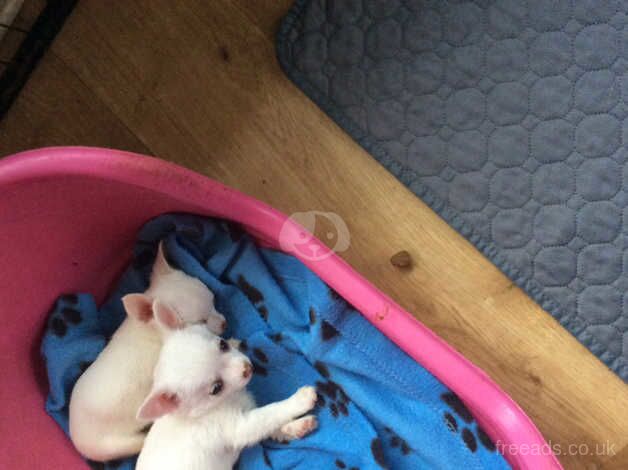 Chihuahua Puppies for sale