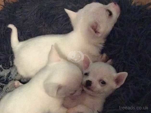 Pure white chihuahua 8 weeks for sale in Sanquhar, Dumfries and Galloway - Image 5