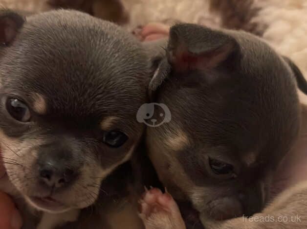 Purebred blue chihuahua girl for sale in Edinburgh, City of Edinburgh - Image 1