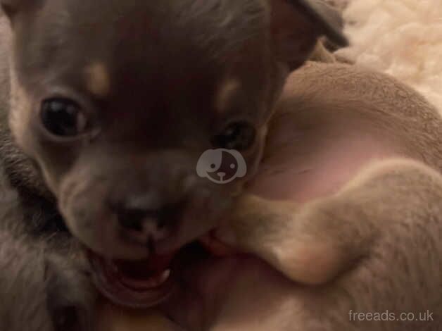 Purebred blue chihuahua girl for sale in Edinburgh, City of Edinburgh - Image 2