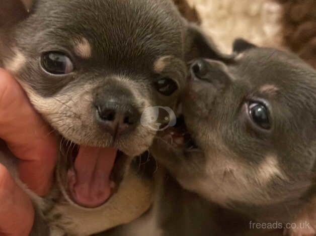 Purebred blue chihuahua girl for sale in Edinburgh, City of Edinburgh - Image 4