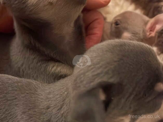 Purebred blue chihuahua girl for sale in Edinburgh, City of Edinburgh - Image 5