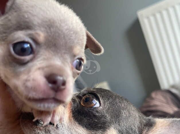 Purebred lilac chihuahua puppy for sale in Edinburgh, City of Edinburgh