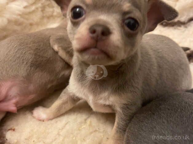 Chihuahua Puppies for sale in City of Edinburgh