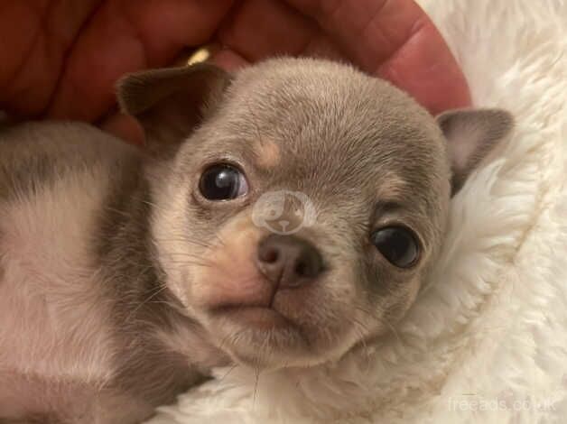 Purebred lilac chihuahua puppy for sale in Edinburgh, City of Edinburgh - Image 4