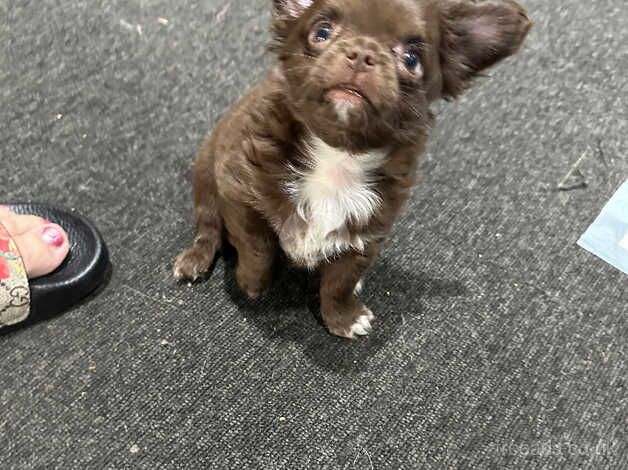 Quality chocolate long coat chihuahua KC for sale in Coventry, West Midlands