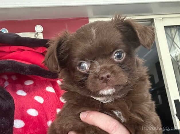 Quality chocolate long coat chihuahua KC for sale in Coventry, West Midlands - Image 2