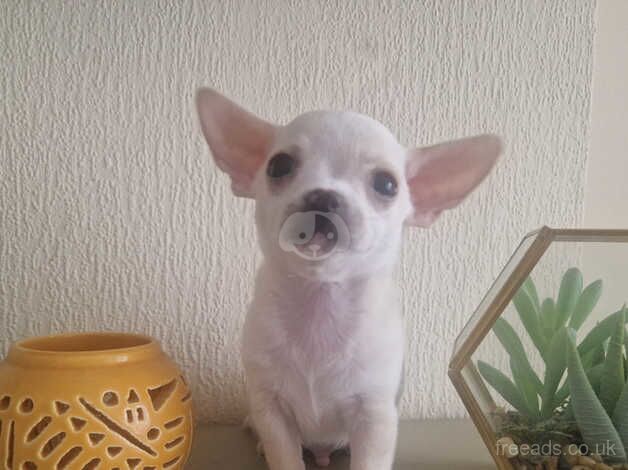 Ready to go 2 x Beautiful chihuahua puppies 1 boy 1 girl for sale in Birmingham, West Midlands