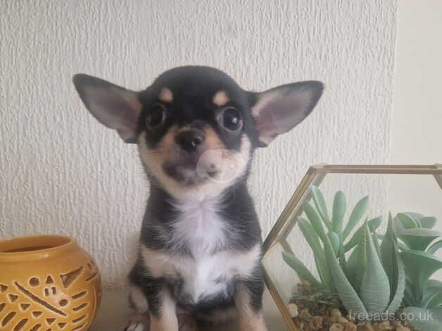 Chihuahuas for sale in Birmingham, West Midlands