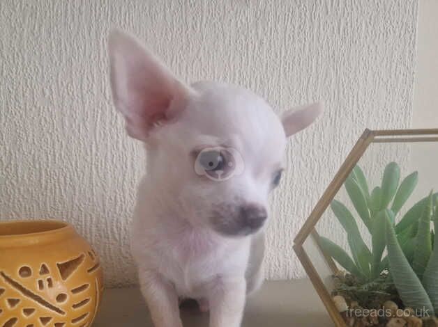 Chihuahua Puppies for sale in West Midlands