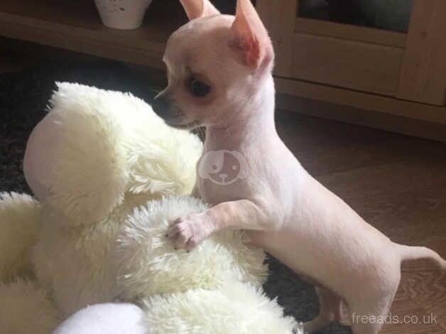 Ready to leave now beautiful chihuahua pups for sale in Bristol, Bristol