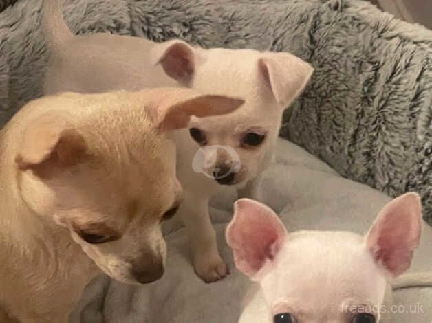 Chihuahua Puppies for sale in Bristol