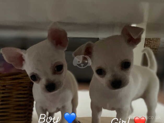 Chihuahua Puppies for sale