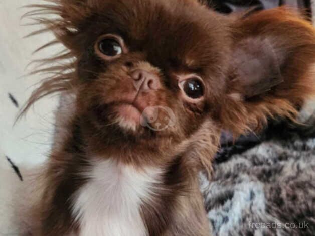 Russian Chocolate chihuahua puppy. for sale in Bridgwater, Somerset - Image 1