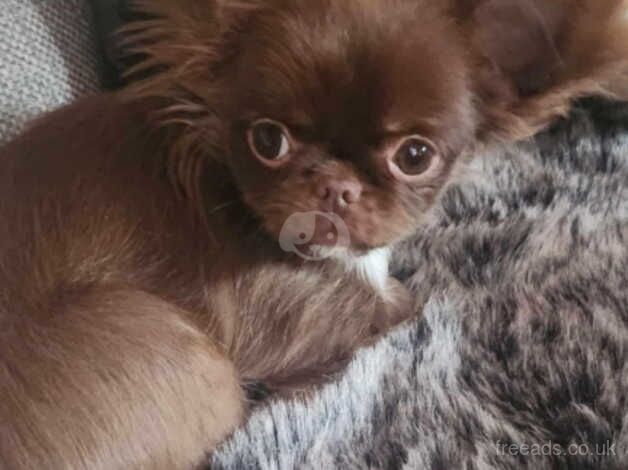 Russian Chocolate chihuahua puppy. for sale in Bridgwater, Somerset - Image 2