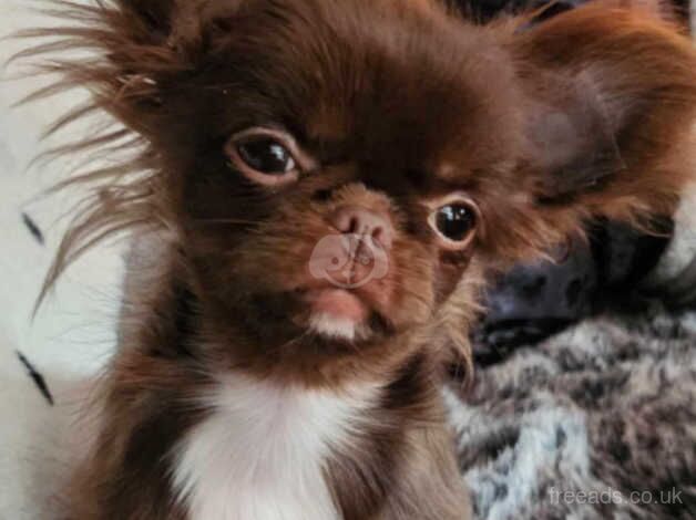 Russian Chocolate chihuahua puppy. for sale in Bridgwater, Somerset - Image 3