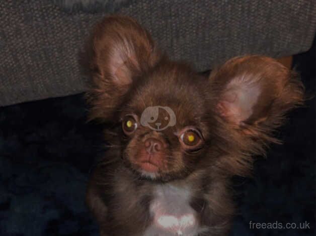 Russian Chocolate chihuahua puppy. for sale in Bridgwater, Somerset - Image 4