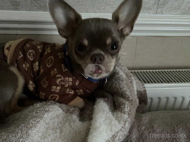 Russian male chihuahua for sale in Maidstone, Kent