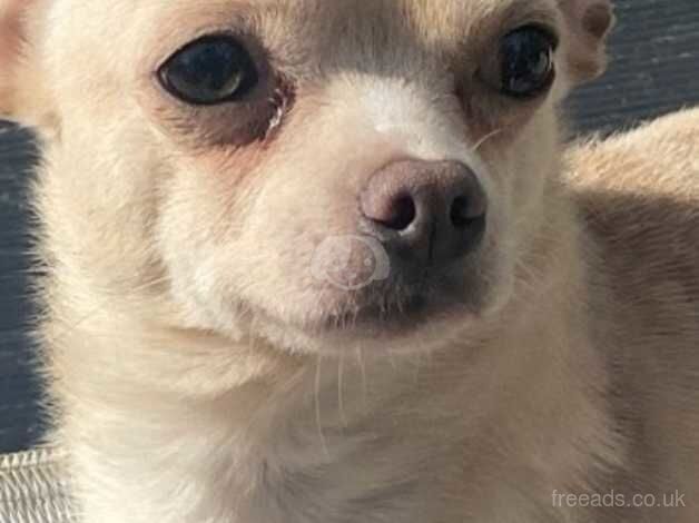 Sad sale chihuahua boy Hugo for sale in St Helens, Merseyside - Image 5